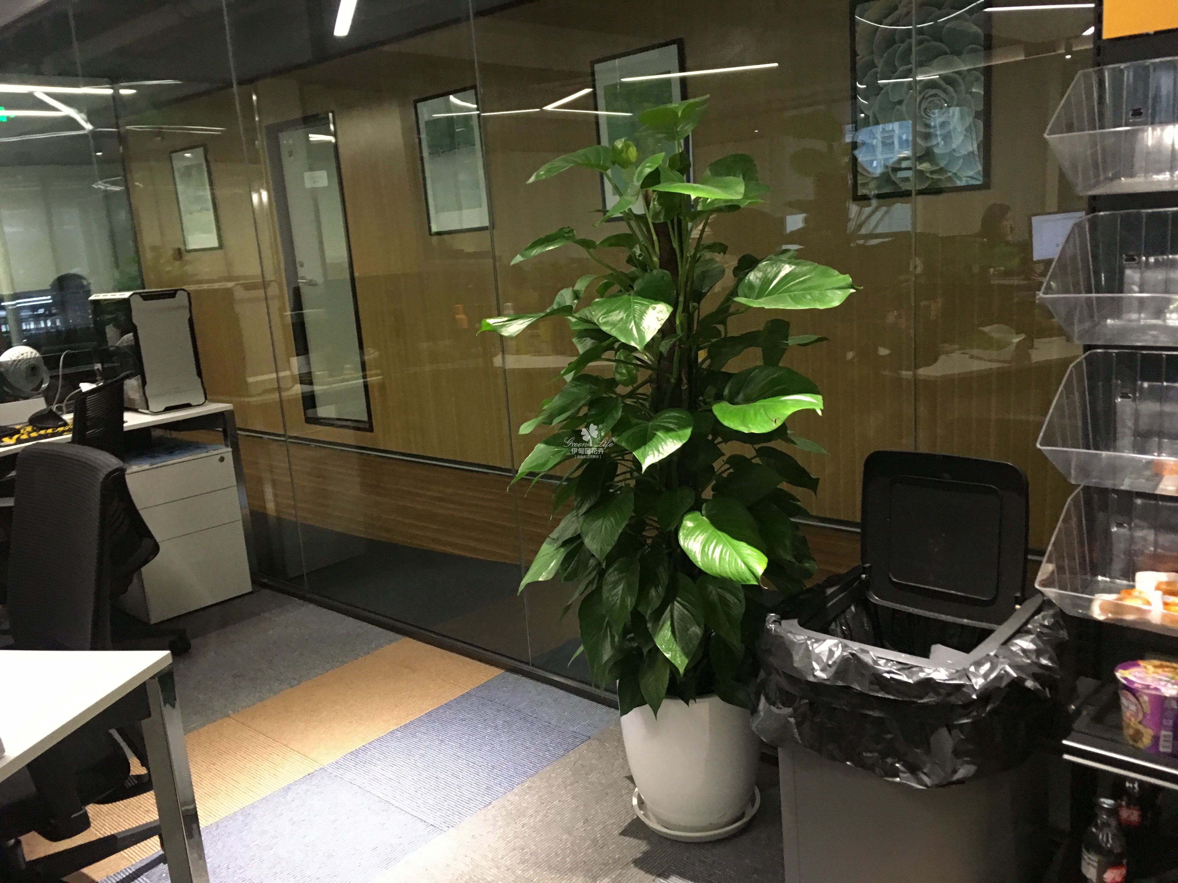 办公室花卉绿植租赁