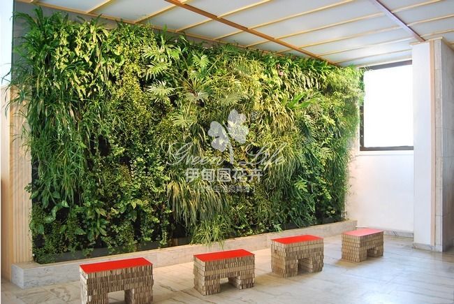 景观植物绿墙