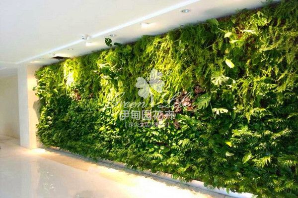 走廊植物绿墙