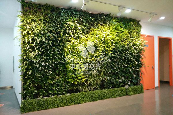 室内植物绿墙