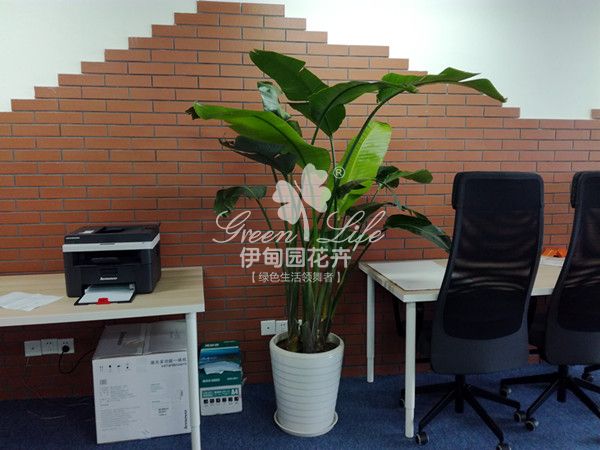 办公室植物盆栽租赁