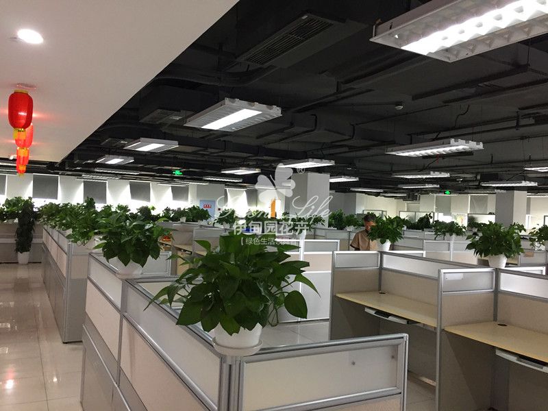 办公室绿植物租赁