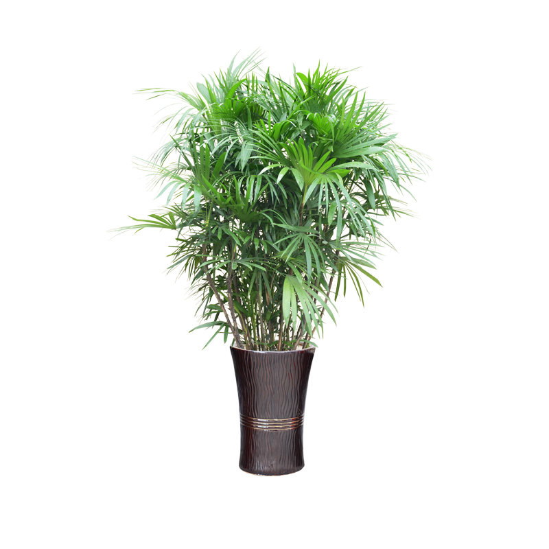 【绿植物租赁】棕竹