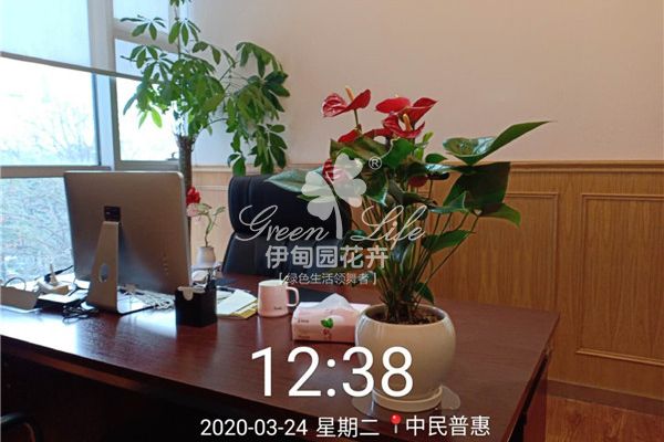 中民惠普办公室租植物